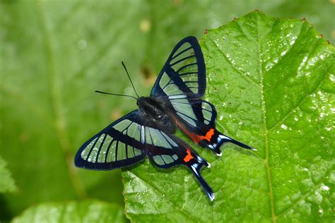 chorinea sylphina.